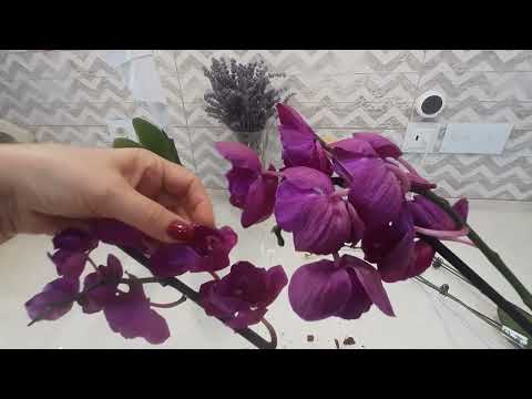 Видео: Распаковка первой в этом году посылки с орхидеями.