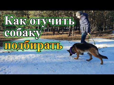 Видео: Как отучить щенка / собаку подбирать с пола | Что делать если собака ест все подряд на прогулке?