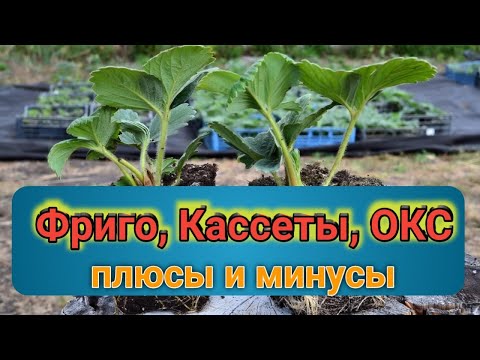 Видео: Рассада клубники: Фриго, Кассета, ОКС(копанка, зелёнка). В чем разница? Belklubnika.by