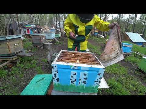 Видео: КРУГЛЫЙ ГОД В ТАЙГЕ, ВЕСЕННИЕ ХЛОПОТЫ.