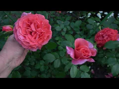 Видео: Цветение роз 2021. Сад наполняется цветением