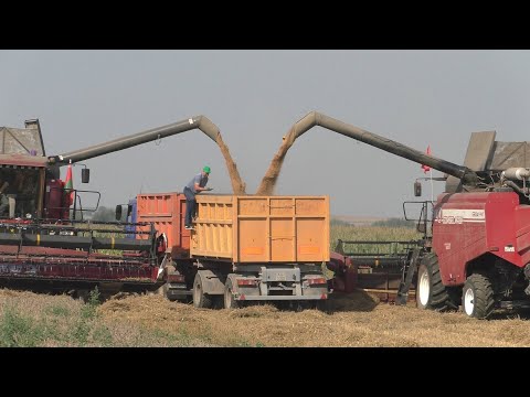Видео: Уборка пшеницы, GOMSELMASH GS12A1 PRO, PALESSE GS12A1 PRO, в оАо Колядичи 2023