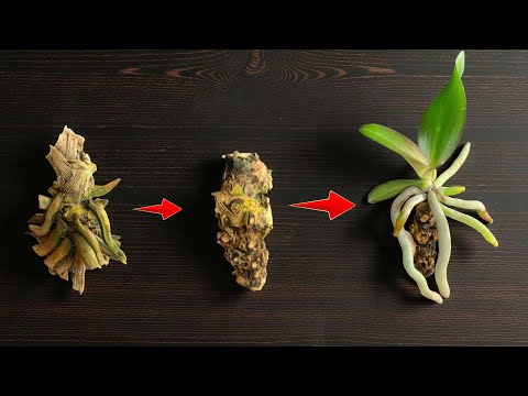 Видео: Советы по «оживлению» погибших орхидей (все виды орхидей)