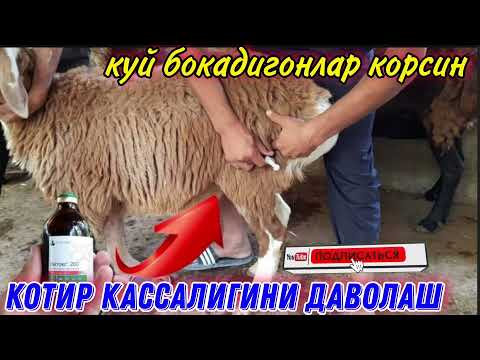 Видео: ҚОТИР КАССАЛИГИНИ УЙДА ДАВОЛАШ УСУЛИ | ТЕЗ КОРИНГ?