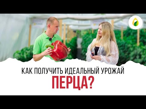 Видео: КАК ПОЛУЧИТЬ ИДЕАЛЬНЫЙ УРОЖАЙ ПЕРЦА?