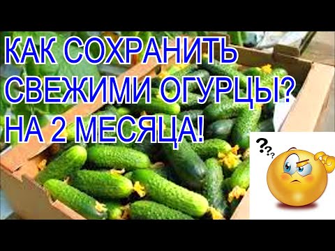 Видео: Как сохранить огурцы свежими до 2 месяцев?лайфхаки!10 способов