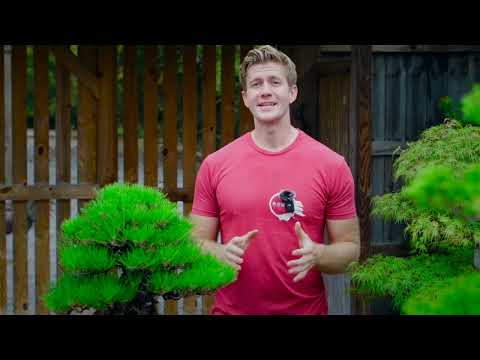 Видео: Бонсай из сосны — сезонный справочник по видам | Bonsai-U