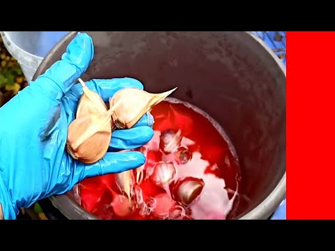 Видео: ЧЕСНОК ВЫРАСТИТЬ С КУЛАК И НИЧЕМ БОЛЕТЬ НЕ БУДЕТ! 3 РАБОЧИХ РАСТВОРА ДЛЯ ЧЕСНОКА ПЕРЕД ПОСАДКОЙ.