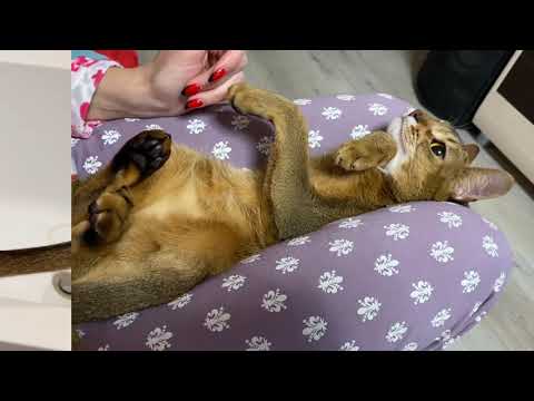 Видео: Абиссинская кошка. Стрижка когтей и вычес шерсти.