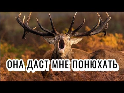 Видео: Одержимые разведёнкой с прицепом | РСП | Алени