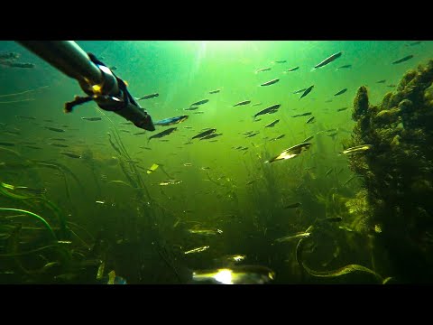 Видео: ПОДВОДНАЯ ОХОТА на СОМА! Где искать рыбу на микроречке!