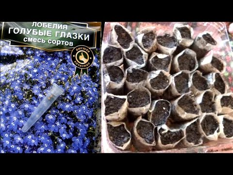Видео: Сеем Лобелию в ЧАЙНЫЕ ПАКЕТИКИ вместо торфяных таблеток. Посев мелких (мелкопыльных) семян