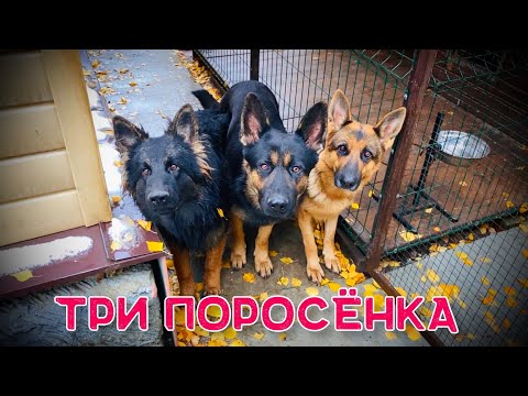 Видео: ПЕРВЫЙ СНЕГ В ЖИЗНИ ДЖЕССИНДЫ ПРЯНИКОВОЙ