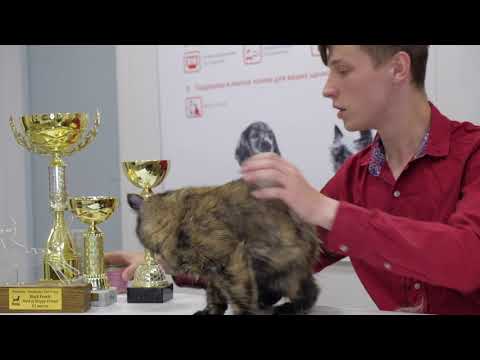 Видео: ЭКЗОТИЧЕСКАЯ КОРОТКОШЕРСТНАЯ. ПРЕЗЕНТАЦИЯ ПОРОДЫ.