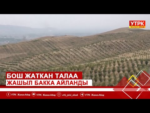 Видео: Бош жаткан талаа жашыл бакка айланды