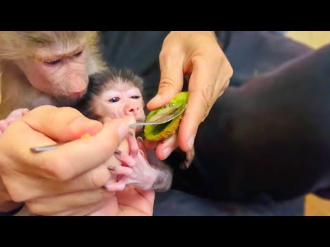 Видео: ТАК МИЛО! Люся со Степой ДЕЛЯТСЯ КИВИ! Степка ест только с ложки)))