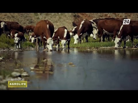 Видео: Асыл тұқымды ақбас сиыр – еліміздің бренді | AgroLife