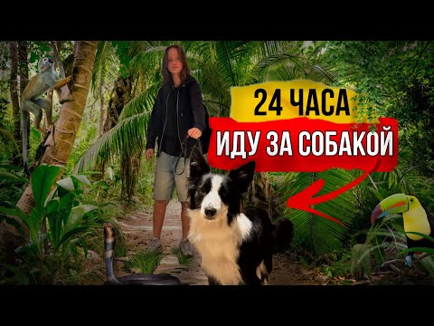 Видео: 24 ЧАСА ИДУ ЗА СОБАКОЙ | куда же она меня завела ?🤔 #окки #бордерколли  #челлендж #okkidokki