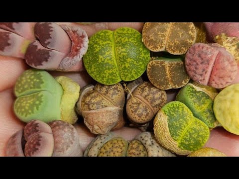 Видео: Сажаю суккуленты.  Китайские новинки