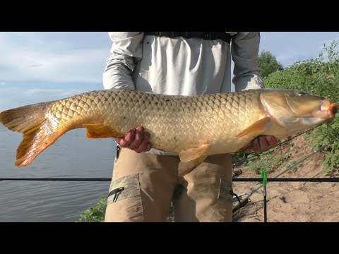 Видео: В погоне за речным трофеем. Ловля сазана на реке.