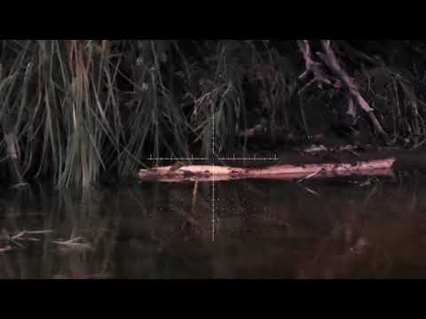 Видео: ОХОТА НА БОБРА. ОРУЖЕЙНАЯ. 25,440кг.#охота#охотанабобра#бобр#hunting#hunter#beaver#huntingendbeaver