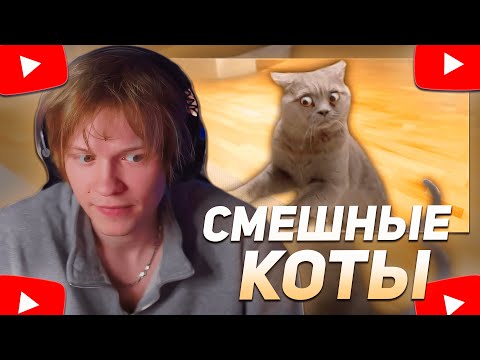 Видео: ДИПИНС СМОТРИТ ПОДБОРКУ СМЕШНЫХ КОТОВ