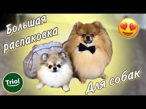 Видео: Распаковка товаров для собак 🐾Классные новинки от Triol 💚 КОНКУРС