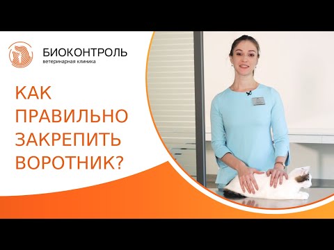 Видео: 🐱 Как правильно надеть ветеринарный воротник на кота? Как надеть воротник на кота. Биоконтроль. 18+
