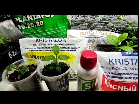 Видео: Давайте разберемся с удобрениями в разный период вегетации  черенков гортензии 🌿🌿🌿