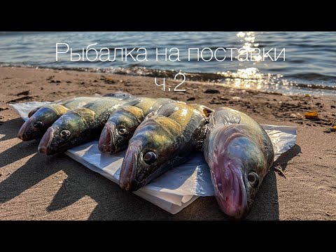Видео: Рыбалка на Поставки | Часть 2 | Бердский залив | 4K