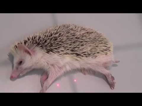 Видео: Как вылечить ёжика/How to cure a hedgehog