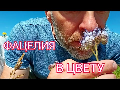Видео: Фацелия на целине.Что у меня получилось?