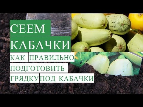 Видео: Посадка Кабачков. Как Правильно Подготовить Грядку для Кабачков.