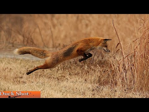 Видео: Норная охота с ягдтерьером. Две норы, две лисы.