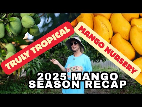 Видео: Сезон манго 2025 года в питомнике Truly Tropical Nursery | Новости о манговых изгородях + Лучшие ...