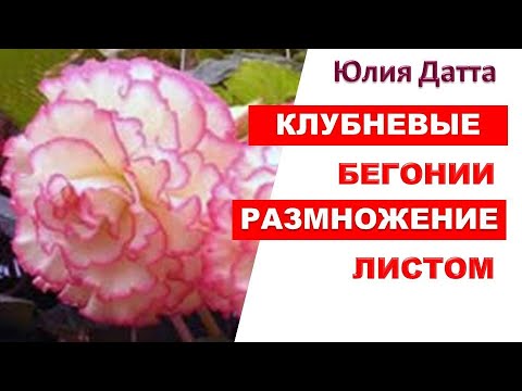 Видео: Простой способ размножения клубневых бегоний листом Шотландская бегония Dimetris Диметрис Юлия Датта