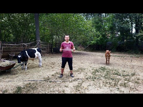 Видео: ✅ Бик Джерсей 🐮 вага в 2 місяці ‼️ ЗЦМ (замінник молока) Ремонт, Будівництво 😱