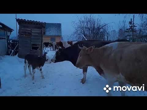 Видео: Сельская рутина. Телята,рулоны...