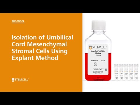 Видео: Выделение мезенхимальных стромальных клеток пуповины методом эксплантации