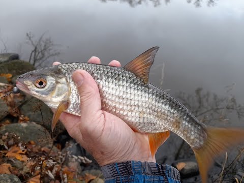 Видео: Плотва на каждом забросе.