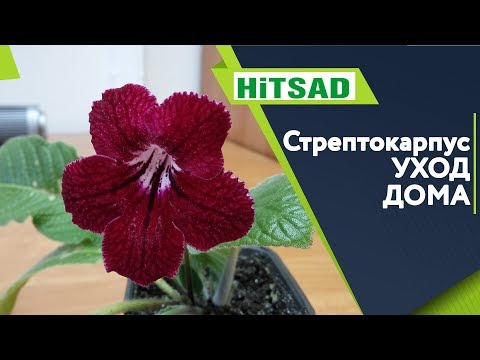 Видео: Стрептокарпус уход в Домашних Условиях ✔️