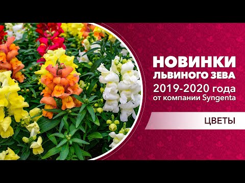 Видео: Новинки львиного зева 2019-2020 года от компании Syngenta