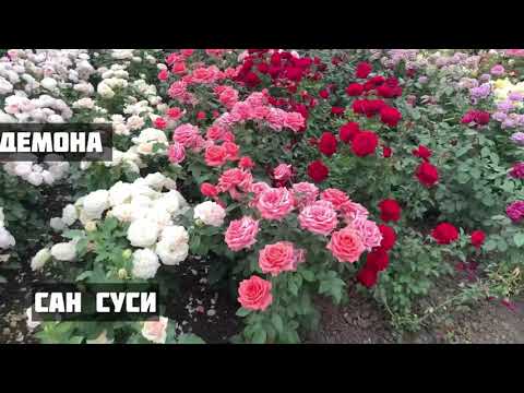 Видео: ВНИМАНИЕ!!! «ЦвЕтУщИе ПлАнТаЦиИ кУсТоВ рОз!!» от maryroses.ru🌱20 сортов с названиями!!