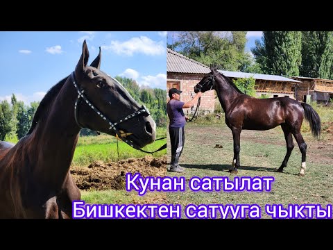 Видео: Кара кашка сатылат тел:+996 779 770 079.