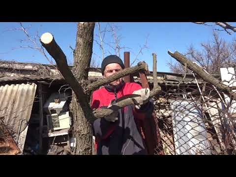 Видео: Весенняя обрезка Зизифуса на омоложение. Зизифус, унаби или китайский финик.