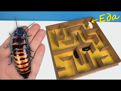 Видео: Огромные шипящие тараканы в лабиринте! Кто первый найдет еду?