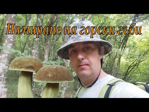 Видео: Намиране и бране на хубави горски гъби.