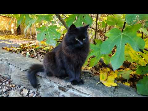 Видео: мои осенние коты