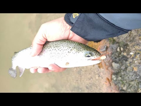 Видео: Пъстърви на силикон. Twich Fishing Lake част 1.