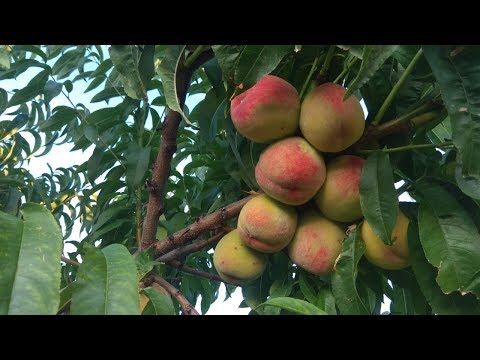 Видео: КАК вырастить ПЕРСИК из косточки ПЕРСИК из КОСТОЧКИ Вся правда о качестве